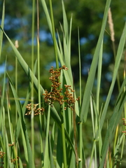 Juncus effusus solutus