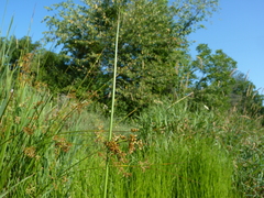 Juncus effusus solutus