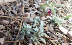 Erigeron breweri jacinteus