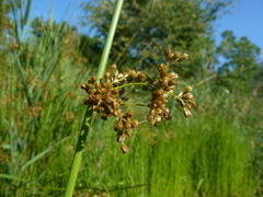 Juncus effusus solutus