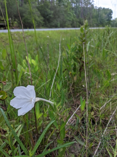 Image of Ruellia noctiflora by (c) Scott Allen Davis, some rights reserved (CC BY)