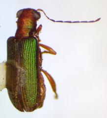 Megascelis lacertina