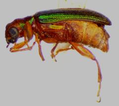 Megascelis lacertina
