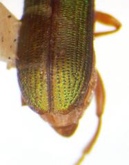 Megascelis lacertina
