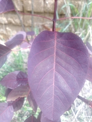 Euphorbia cotinifolia