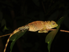 Gonocephalus sophiae