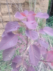 Euphorbia cotinifolia