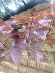 Euphorbia cotinifolia