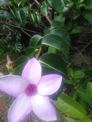 Cryptostegia