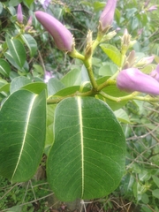 Cryptostegia