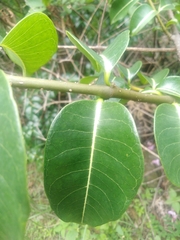 Cryptostegia