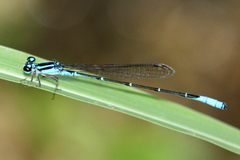 Acanthagrion quadratum