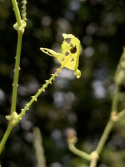 Rhinoncomimus latipes