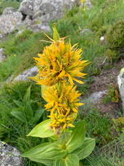 Gentiana lutea lutea
