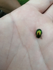 Chrysolina herbacea