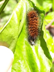 Hypercompe trinitatis