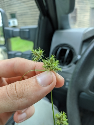 Fuirena simplex var. simplex