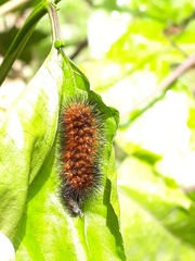 Hypercompe trinitatis