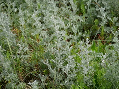 Artemisia maritima