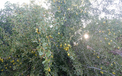 Pseudoziziphus parryi