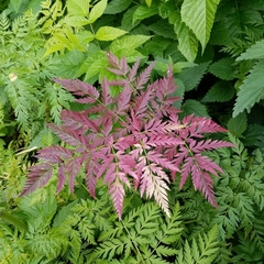 Anthriscus sylvestris