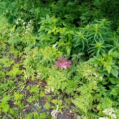 Anthriscus sylvestris