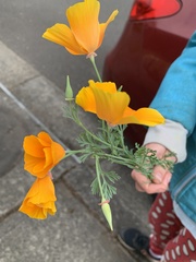 Eschscholzia californica