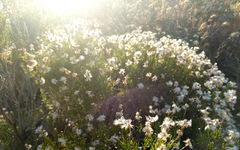 Ericameria linearifolia