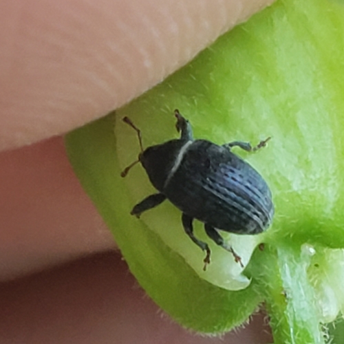 Rhyssomatus aequalis