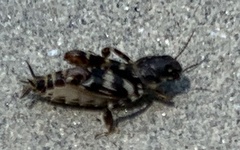 Ellipes minuta