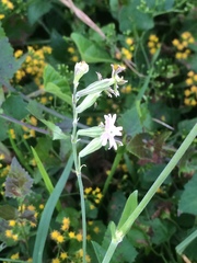 Silene burchellii multiflora