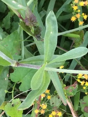 Silene burchellii multiflora