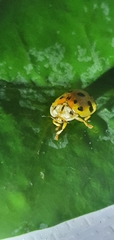 Ogdoecosta catenulata
