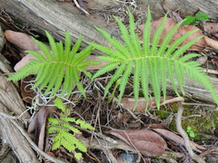 Pelazoneuron puberulum