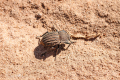 Pelecyphorus