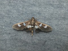 Desmia maculalis