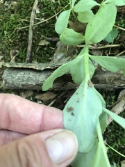 Hylotelephium telephium