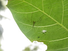 Tetragnatha hasselti