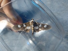Desmia maculalis