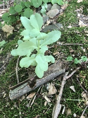 Hylotelephium telephium