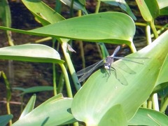 Leucorrhinia frigida