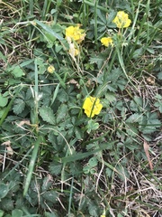 Potentilla