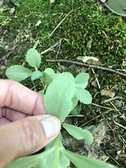 Hylotelephium telephium