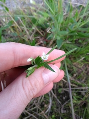 Lithospermum officinale