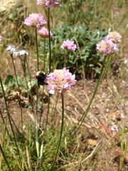 Armeria maritima californica