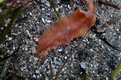 Eurylepta aurantiaca