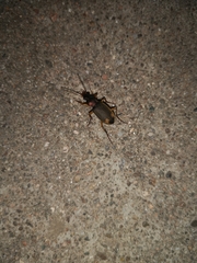 Chlaenius tetragonoderus