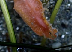 Eurylepta aurantiaca