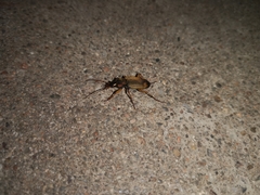 Chlaenius tetragonoderus