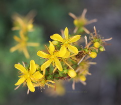 Hypericum perforatum
